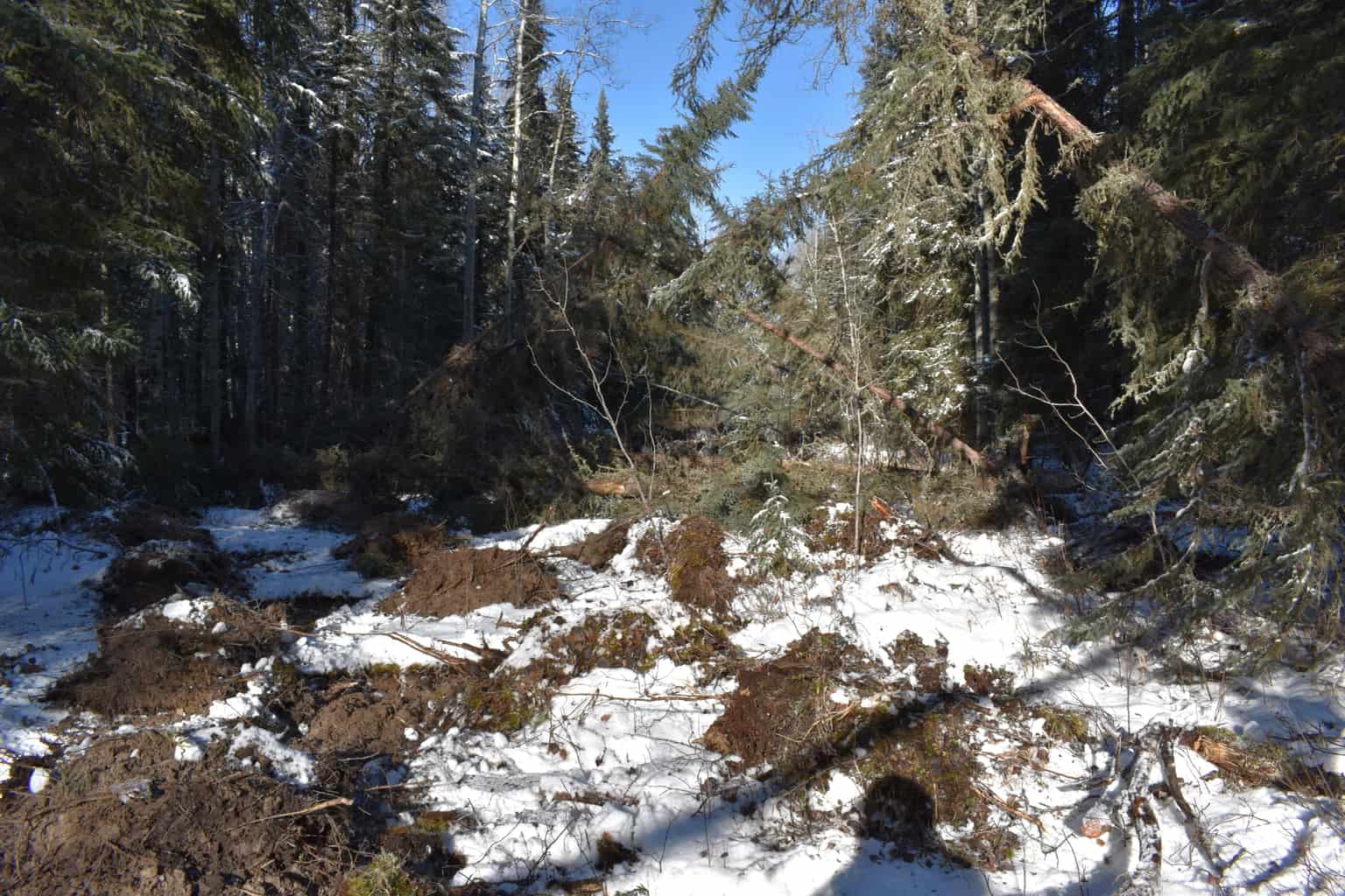 Caribou Habitat Recovery Program - Forest Resource Improvement ...